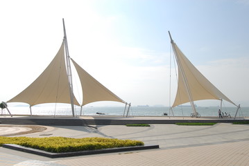 我的粉掌有什么病呢？