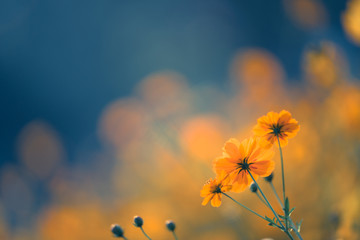 我的粉掌有什么病呢？